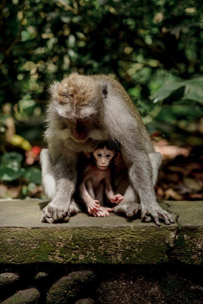 Mother monkey shelters baby monkey