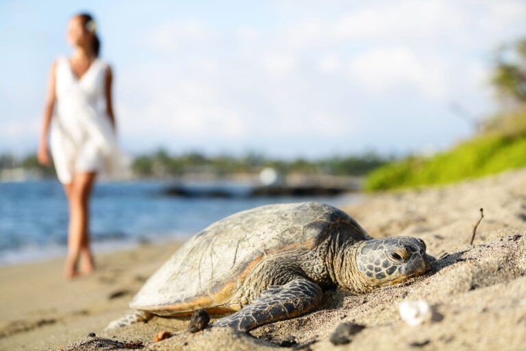 Sea turtle resting on sandy beach. Big Island Hawaii